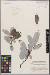 Salix balfouriana C. K. Schneid.